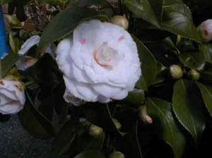 camelia04