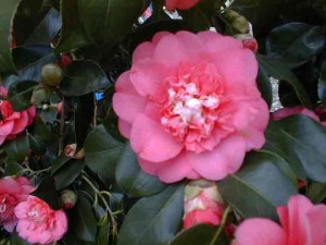 camelia05