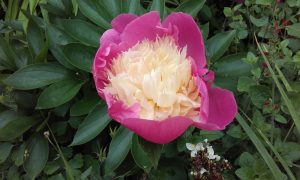 Paeonia 'Bowl of Beauty'